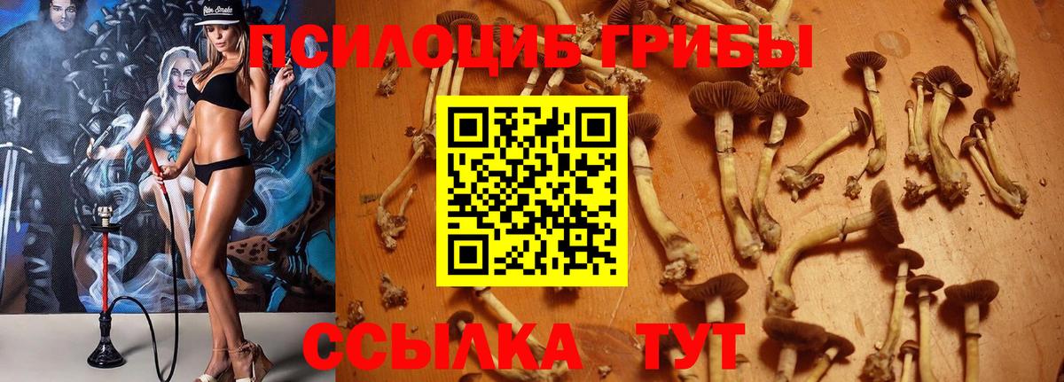 как найти закладки  Вход с VPN  Богданович  Галлюциногенные грибы GOLDEN TEACHER  Галлюциногенные грибы Magic Shrooms 